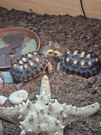 Image 3 of Captive breed 2022 red footed tortoise plus all accessories