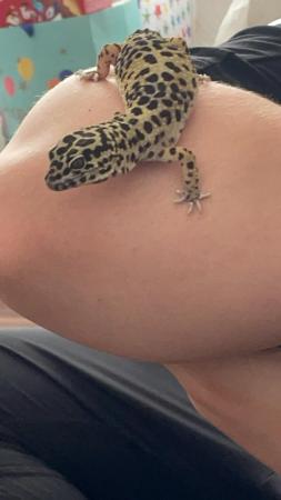 Image 1 of 3 year old Female Leopard Gecko