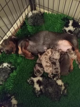 Image 4 of Miniature dashund boy puppy blue and tan