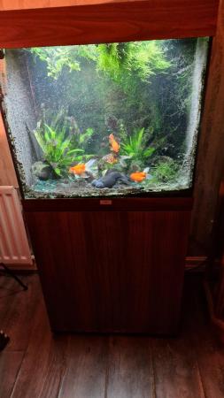 Image 1 of Jewel 120 fish tank and 5 fantail goldfish