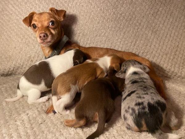Miniature Jack Russells Puppies for sale in Ashorne, Warwickshire - Image 16