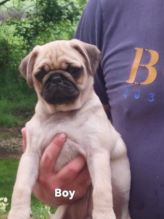 Image 5 of Kc registered Pug puppies