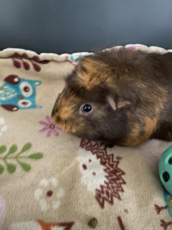 Image 1 of Guinea pigs males and females (genders seperatr)