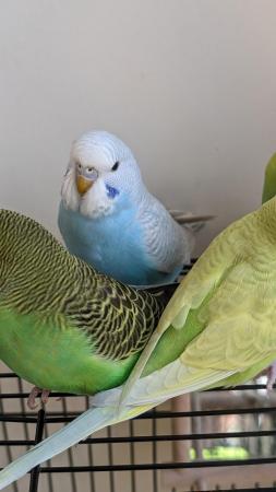Image 14 of Young and healthy budgies!