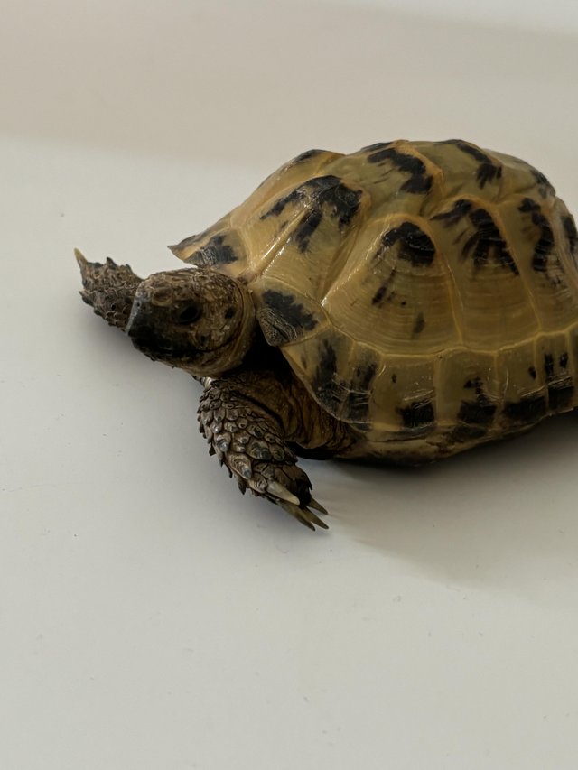 Preview of the first image of Three year old horsefield Tortoise and set up.