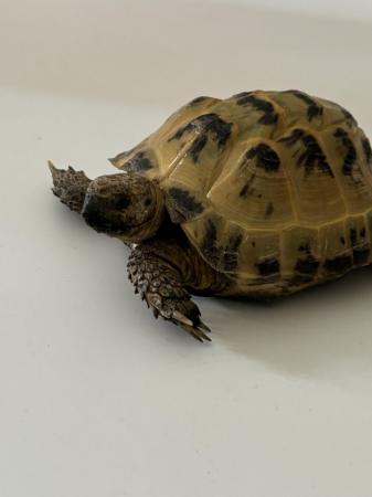 Image 1 of Three year old horsefield Tortoise and set up