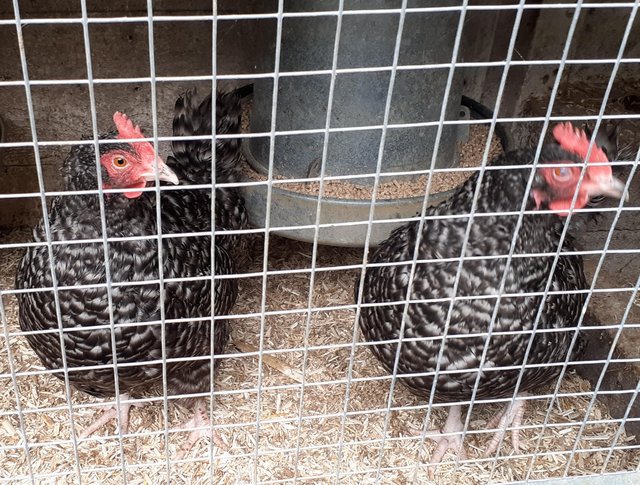 Preview of the first image of Cuckoo maran bantam pullets.