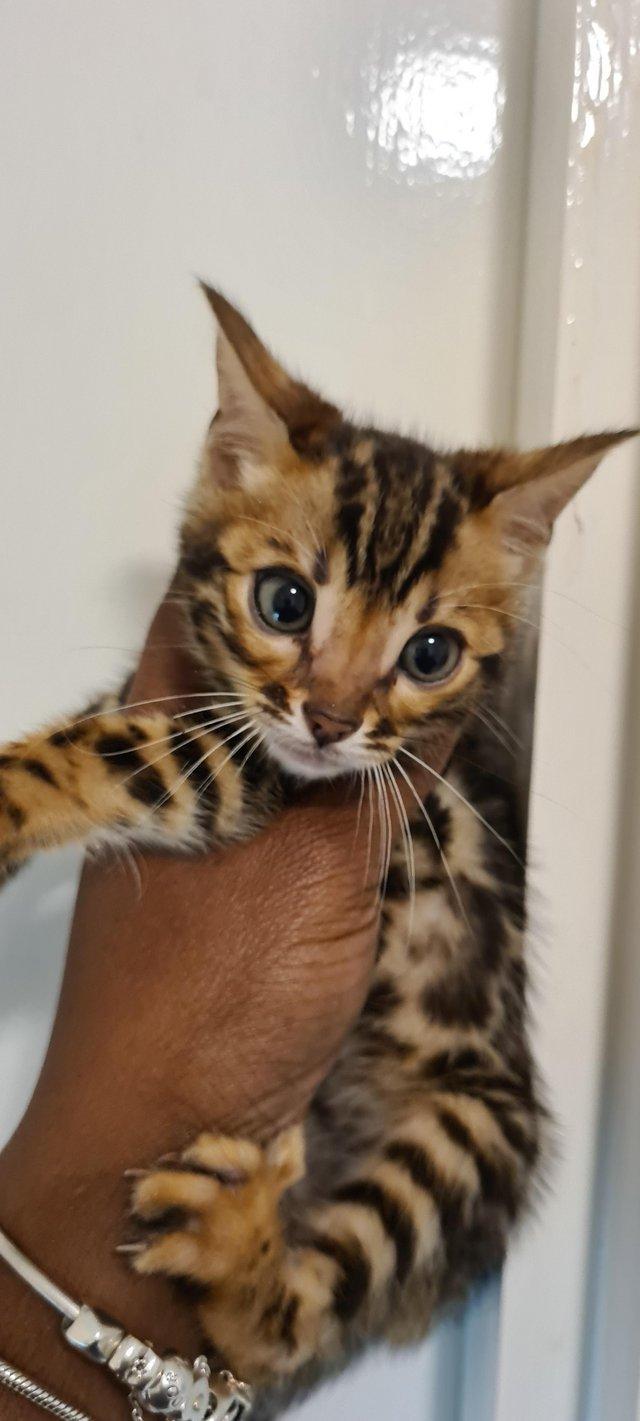 Preview of the first image of Last 2 DISCOUNTED PURE BENGAL KITTENS.