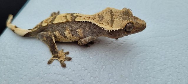 Image 5 of Amazing Crested Gecko For Sale