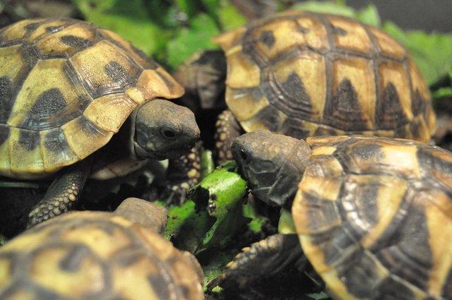 Image 8 of More than one year old little tortoises are ready to go