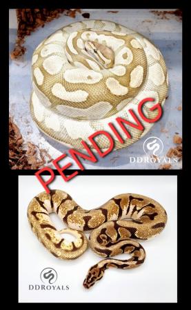 Image 24 of Royal Pythons: Pieds, Desert Ghosts. ADULTS AND HATCHLINGS