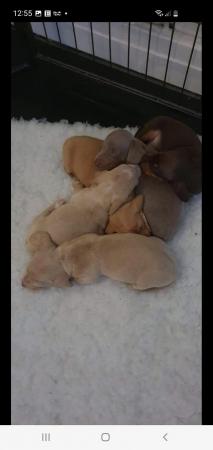 Image 7 of Here we have the beautiful litter of dachshunds