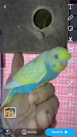 Image 5 of Baby budgies lovely colours and quite tame already