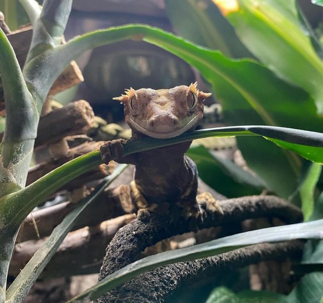 Preview of the first image of FREE full pin harlequin crested gecko (read desc).