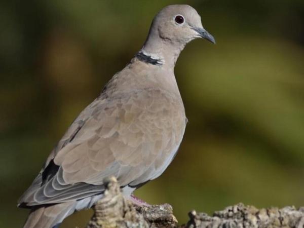 Image 3 of This years Barbary Doves