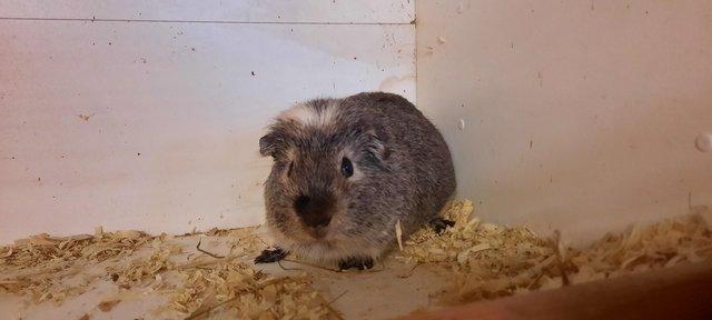 Image 2 of 2 bonded guinea pigs available
