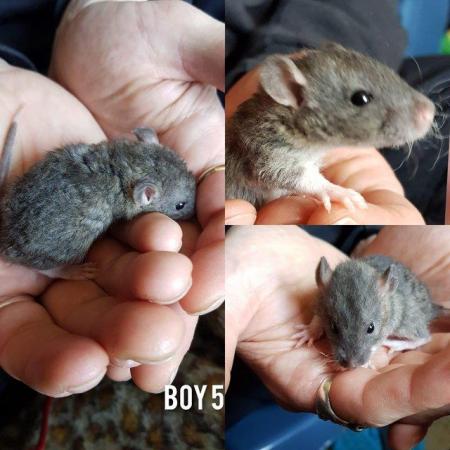 Image 10 of Rats babies!!!!!!!!!!!!!!!!!!!!!