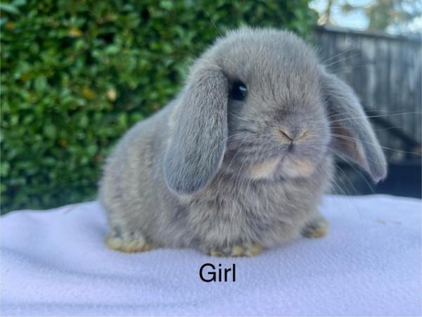 Image 5 of Mini double maned lionhead and mini lops available