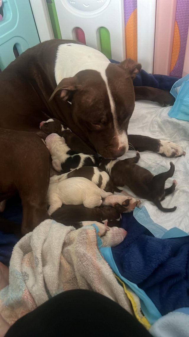 Preview of the first image of 7 Beautiful staffy pups.