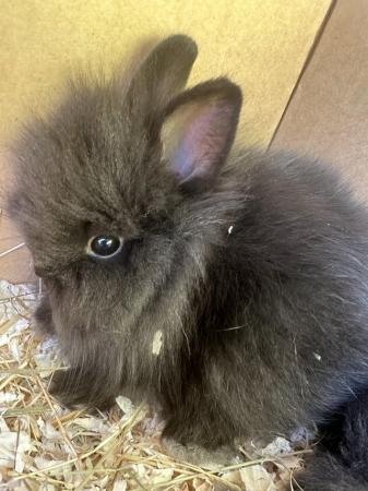 Image 6 of Pure Breed Lionhead Baby Rabbits