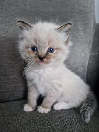 Image 7 of *2 Ragdoll Kittens Left* Can Deliver North East