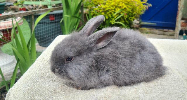 Preview of the first image of Lionhead cross mini lop babies.