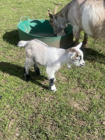 Image 2 of For sale- Pygmy goat kids