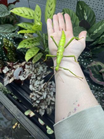 Image 7 of Stick insects at urban exotics