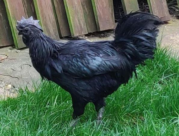 Image 4 of Ayam Cemani breed for sale in London
