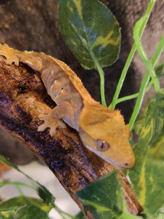 Image 6 of Crested Gecko Juveniles/Babies for Sale