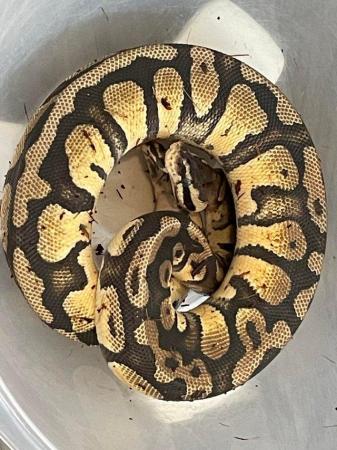 Image 2 of Female royal pythons, reduced prices
