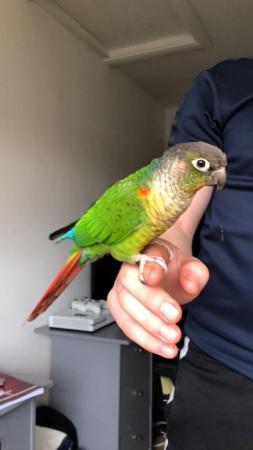 Image 2 of Unsexed 4 year old Conure