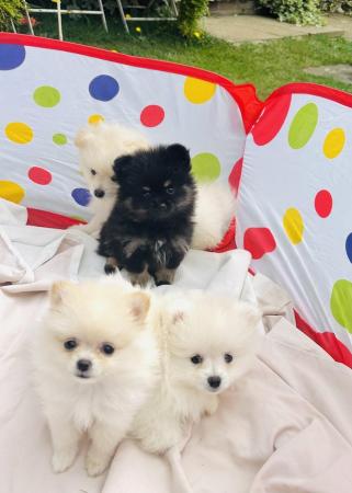 Image 1 of Pomeranian puppies for sale