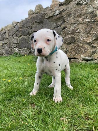Image 2 of KC registered Dalmatian Puppies