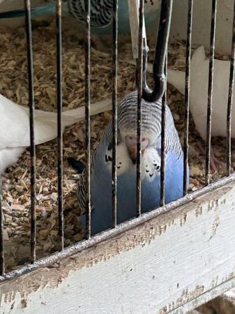 Image 11 of Beautiful young Budgies for sale