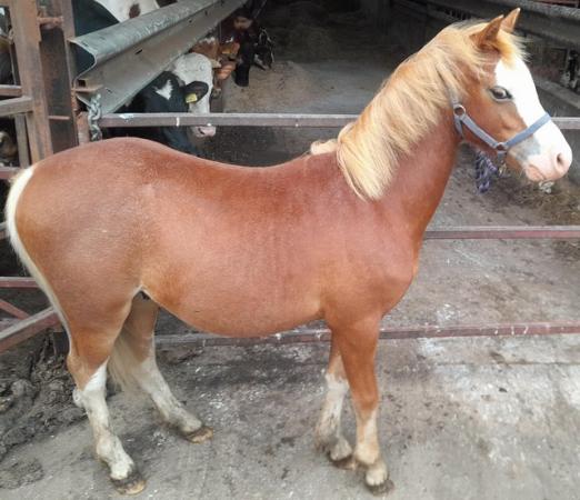 Image 1 of Chestnut Gelding Welsh Pony Section B to make 13hh