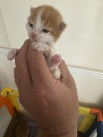 Image 9 of GINGER Kittens born ready in early August for new homes