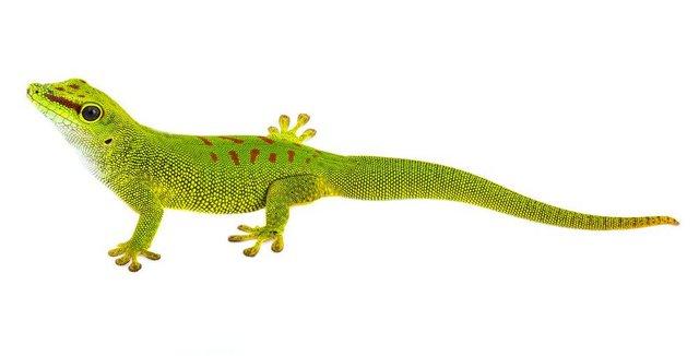Image 3 of Madagascar Day Gecko for Sale