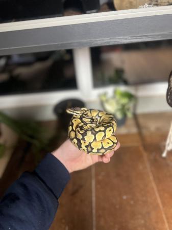 Image 2 of 18 month old female yellow pastel royal python