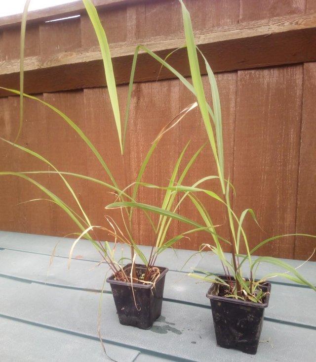 Preview of the first image of 1 x Lemongrass Plant ( Herb ) for sale £ 4 ( or 2 plants for.