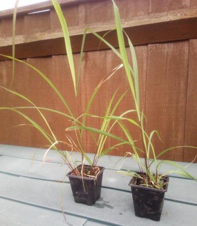 Image 1 of 1 x Lemongrass Plant ( Herb ) for sale £ 4 ( or 2 plants for