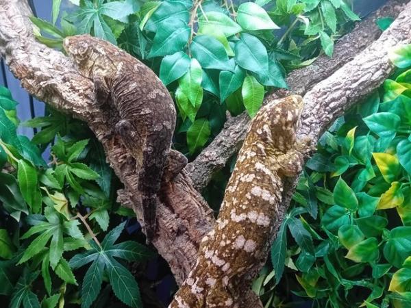 Image 1 of Breeding pair of Mt koghis friedel Line Leachie geckos!!