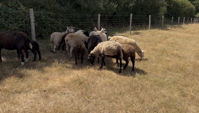 Ewes and lambs for sale Essex — photo 3 of 4