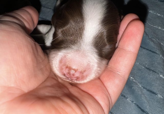 Image 25 of READY NOW Fabulous English springer puppies