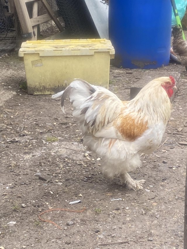 Preview of the first image of 10 month old pure breed Brahma cockerel. £40.