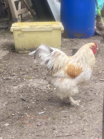 Image 1 of 10 month old pure breed Brahma cockerel. £40