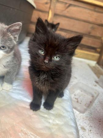 Image 4 of Kittens for sale 2 girls 4 boys