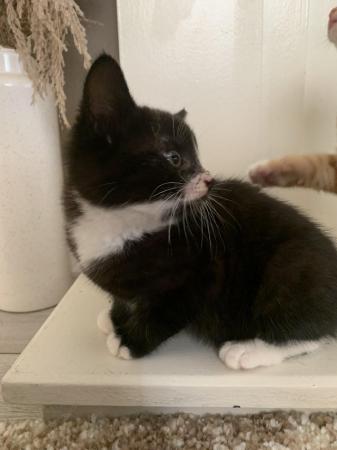 Image 5 of 9 week old male tuxedo kitten