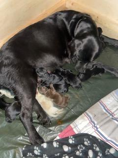 Image 4 of Beautiful Labrador retriever puppies - Cheshire