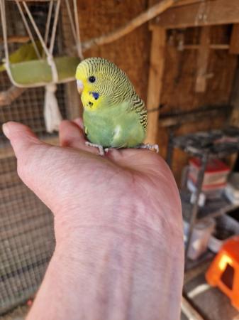 Image 5 of Baby budgies for sale male /female